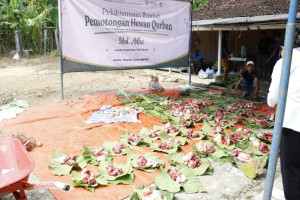 FK-KMK UGM distributes sacrificial animals and promotes eco-friendly meat packaging using teak leaves during Eid al-Adha community service activities.
