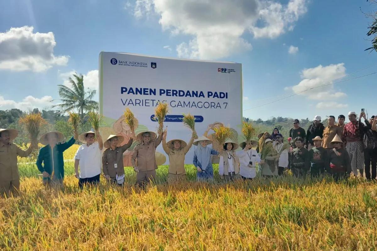 Kembangkan Benih Varietas Lokal, UGM Dorong Pengembangan Industri Benih Nasional
