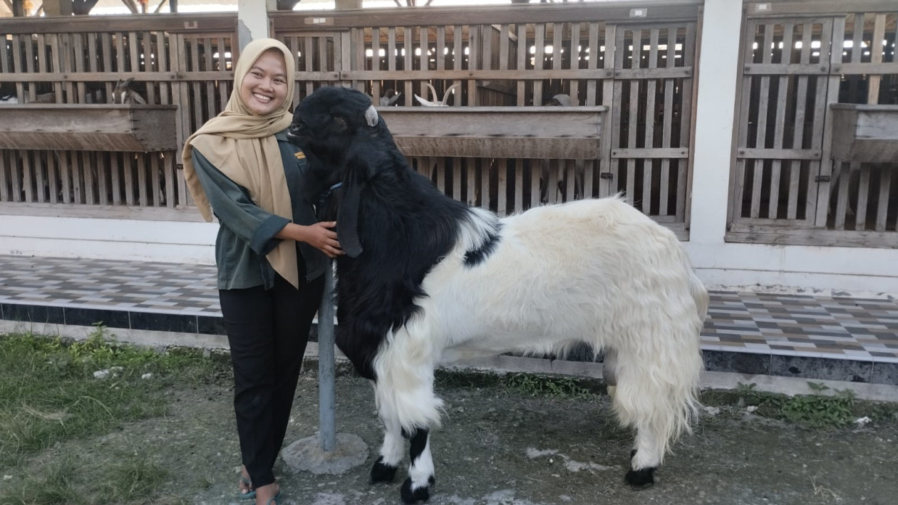 Berawal dari 5 Ekor Domba, Mila Raup Omzet Ratusan Juta 