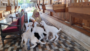 Mila feeds livestock at her modern goat-and-sheep farm, Kerabat Ternak.