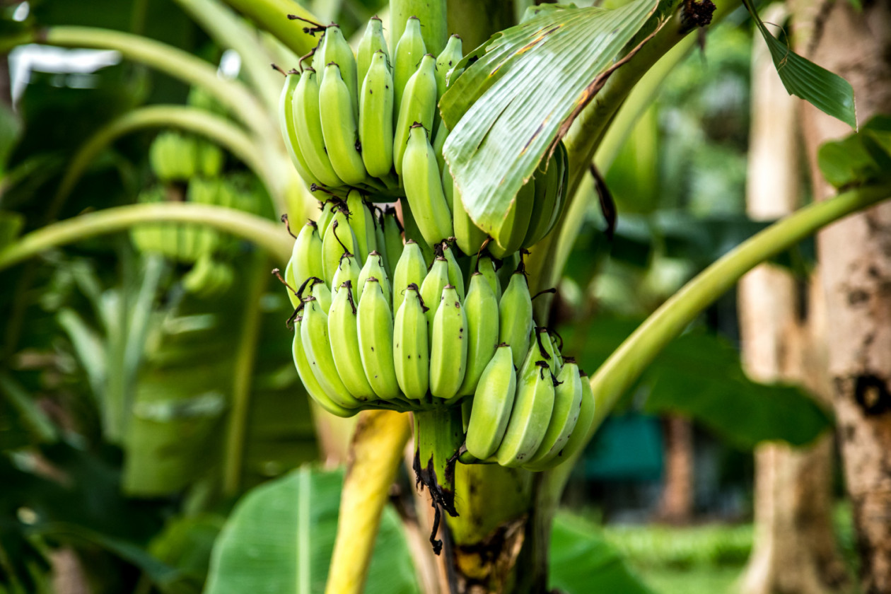 Manfaatkan Tempe dan Pisang Lokal, UGM dan BRIN Kembangkan Pangan Lokal Cegah Stunting Berbasis Komunitas