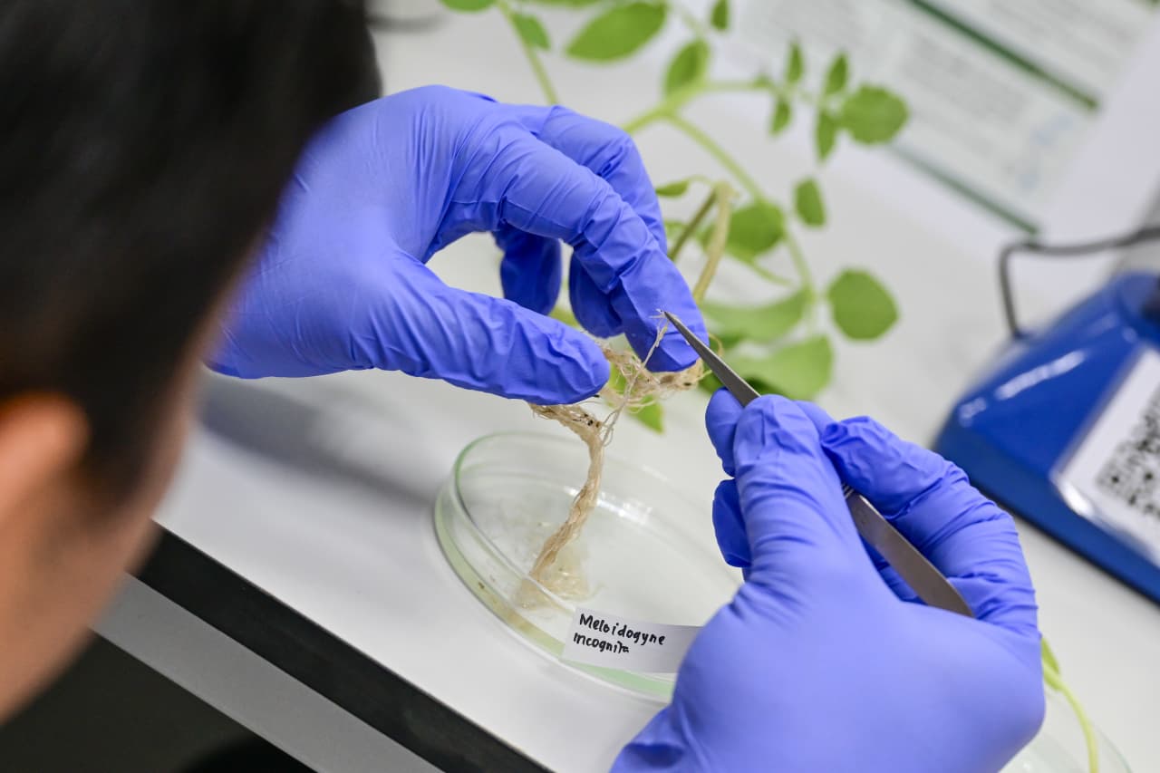 Gandeng WorldVeg, UGM Perkuat Kapasitas Peneliti dan Praktisi Internasional dalam Diagnostik Penyakit Tanaman