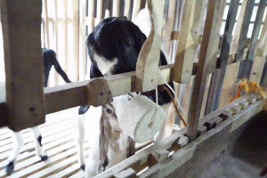 A dairy goat receives a mineral supplement as part of UGM’s livestock health assistance program in Klaten.